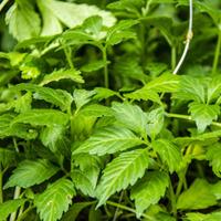 Gynostemma pentaphyllum (Large P...