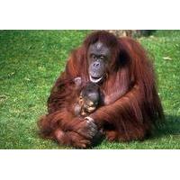 Half-Day Semenggoh Orangutan Centre Tour from Kuching