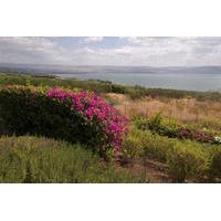 Haifa Shore Excursion: Private Nazareth and Sea of Galilee Day Trip