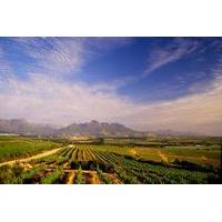 half day cape winelands private tour from cape town