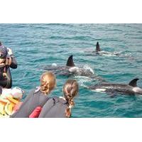 half day dolphin viewing eco tour from picton