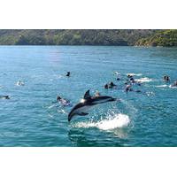 half day dolphin swimming eco tour from picton