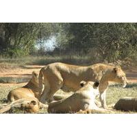 Half-Day Lion Park Safari from Johannesburg
