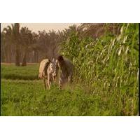 Half-Day Trip to Egyptian Green Farm from Cairo with Breakfast