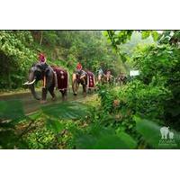 half day patara elephant farm experience from chiang mai