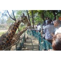 half day haller park tour from mombasa