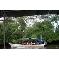 Half-Day Tour Klias Wetland Cruise and Fireflies in Kota Kinabalu