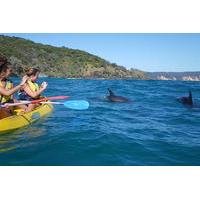half day kayak with dolphins and 4wd beach drive from rainbow beach