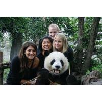 half day chengdu panda breeding center tour with optional baby panda h ...