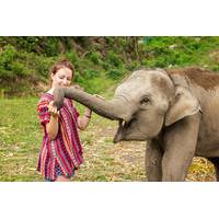 half day morning visit to elephant jungle sanctuary in phuket