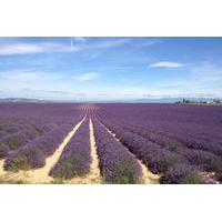 Half-Day Valensole Lavender Tour from Aix-en-Provence