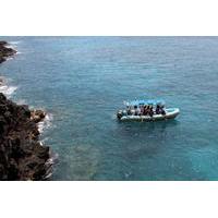 Hawaii Combo: Wild Dolphin Swim and Kealakekua Bay Snorkeling