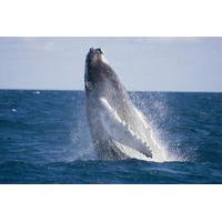 half day whale watching and canal cruise from the gold coast