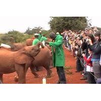 Half-Day Baby Elephant Orphanage and Giraffe Center Tour from Nairobi