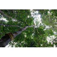 half day langkawi rainforest trekking tour