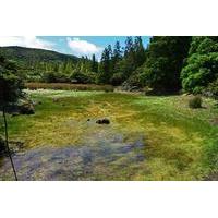 Half-day Hike in Terceira