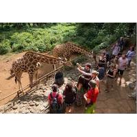 Half Day Tour Karen Blixen Museum, Giraffe Manor and Daphne Sheldrick Elephant Orphanage from Nairobi