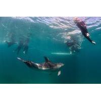 Half-Day Mornington Peninsula Dolphin and Seal Swim from Sorrento