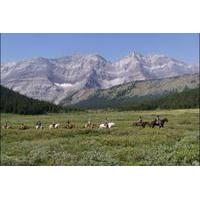 Half-Day Horseback Trail Ride in Kananaskis