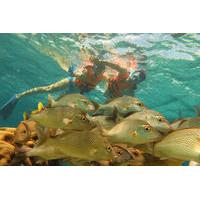 Half-Day Snorkeling Adventure in Puerto Morelos