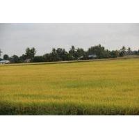 Half-Day Tour: Flavours Of Langk...