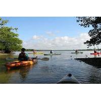 happy hour kayak tours in sarasota