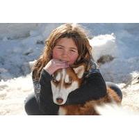 Half Day Tour of the San Juan Mountains by Dogsled