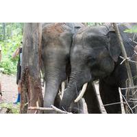 Half-Day Visit to Hug Elephant Sanctuary in Chiang Mai