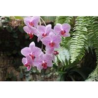 Half-Day Kota Kinabalu Orchid Tour