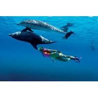 Half-Day Swimming with Dolphins