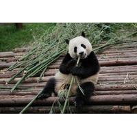 Half-Day Tour at Chengdu Panda Breeding Research Base