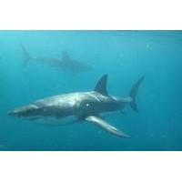Half-Day White Shark Cage Diving from Gansbaai
