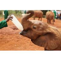 half day daphne sheldrick wildlife trust elephant orphanage tour from  ...