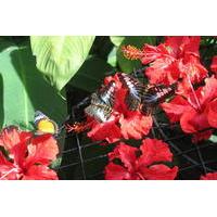 Half-Day Tour to Tropical Spice Garden and Entopia by Penang Butterfly Farm
