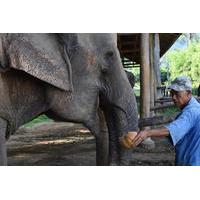 Half-Day at Thai Elephant Care Camp Mae Sa in Chiang Mai