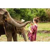 Half-Day Morning Visit to Elephant Jungle Sanctuary in Chiang Mai