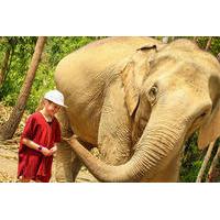 Half-Day Afternoon Visit to Elephant Jungle Sanctuary in Chiang Mai