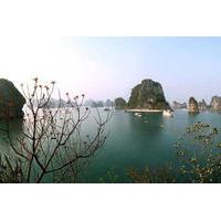 Halong Bay Day Cruise Including Seafood Lunch from Hanoi