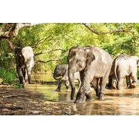 Half-Day Afternoon Visit to Elephant Jungle Sanctuary in Phuket