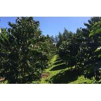 Half-Day Kula Coffee Tour