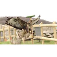 Half Day Falconry Experience at Lee Valley Park Farms