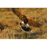 hawk walk in derbyshire