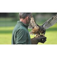 Hands-on Falconry Taster in Suffolk