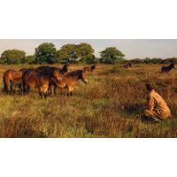 Half Day Safari at Knepp Wildland Safaris