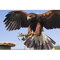 Half Day Introduction to Falconry