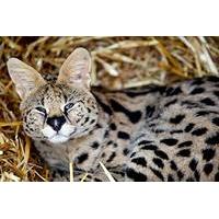 Half Day Animal Keeper Experience at Hoo Farm for Two