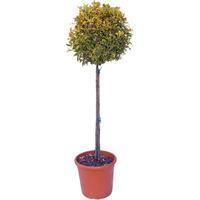 Half Standard Topiary Tree Gift