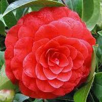 Happy Anniversary Camellia Gift