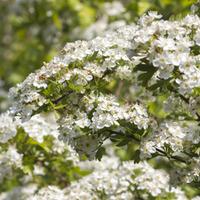 Hawthorn (Hedging) - 25 bare root hedging plants