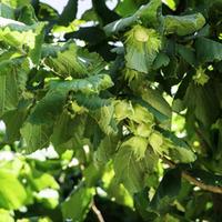 Hazel (Hedging) - 25 bare root hedging plants